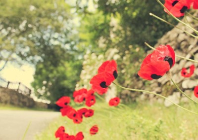 poppies